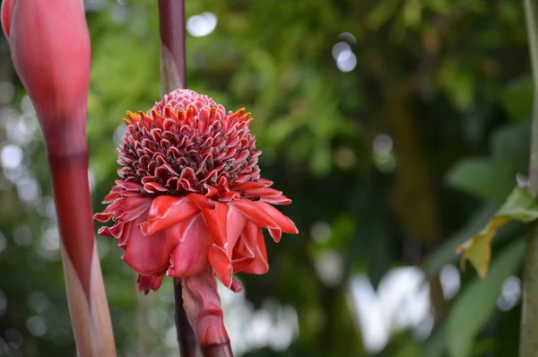 Gengibre vermelho da tocha — Fotografia de Stock