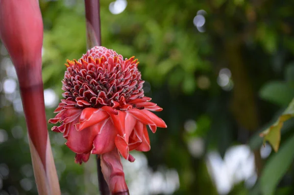 Gengibre vermelho da tocha — Fotografia de Stock