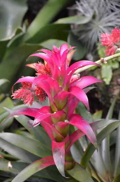A Pink Bromeliad — Stock Photo, Image