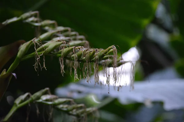 Een keizerlijke bromelia — Stockfoto