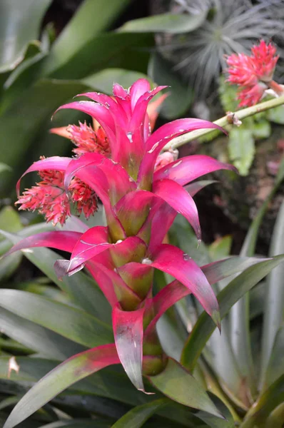 A Pink Bromeliad — Stock Photo, Image