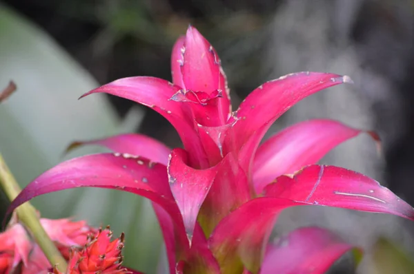 Una bromeliada rosa —  Fotos de Stock