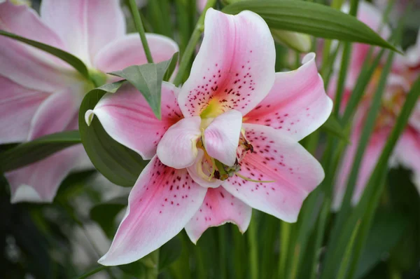 Lily Flower — Stock fotografie