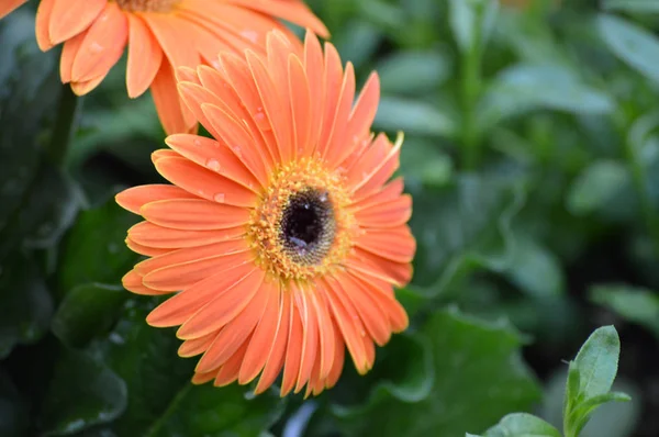 Uma flor de Gerbera — Fotografia de Stock