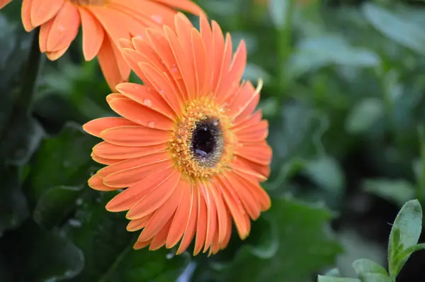 Une fleur de Gerbera — Photo