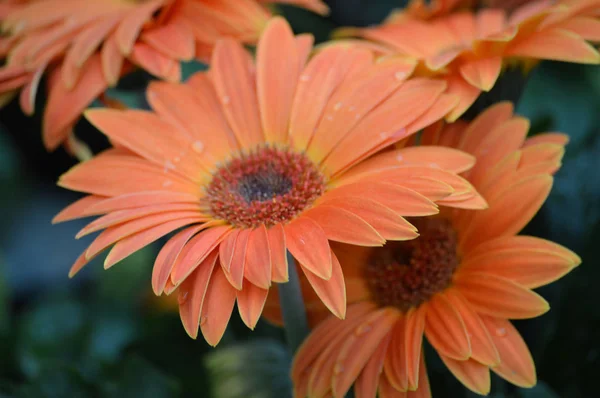 Uma flor de Gerbera — Fotografia de Stock