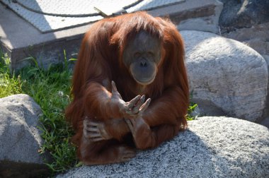 Bir kayaya oturan orangutan