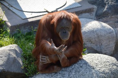 Bir kayaya oturan orangutan