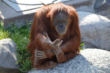 Bir kayaya oturan orangutan