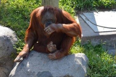 Bir kayaya oturan orangutan