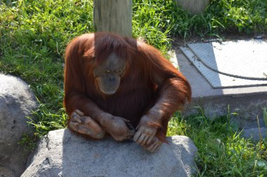 Bir kayaya oturan orangutan