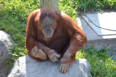 Bir kayaya oturan orangutan