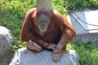 Bir kayaya oturan orangutan