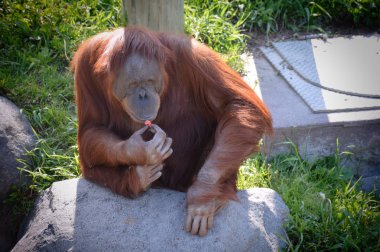 Bir kayaya oturan orangutan