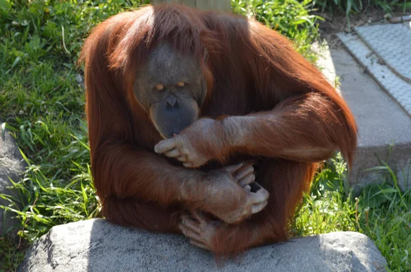 Orangután egy Rock ül — Stock Fotó