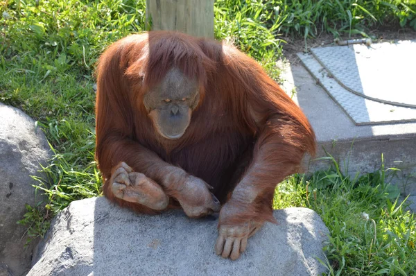 Orangután egy Rock ül — Stock Fotó