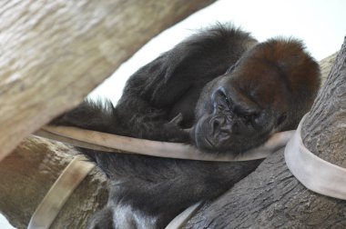 Halatlar üzerinde dinlenme goril