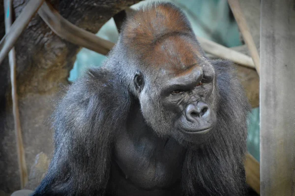 Gorilla odpoczynek na linach — Zdjęcie stockowe