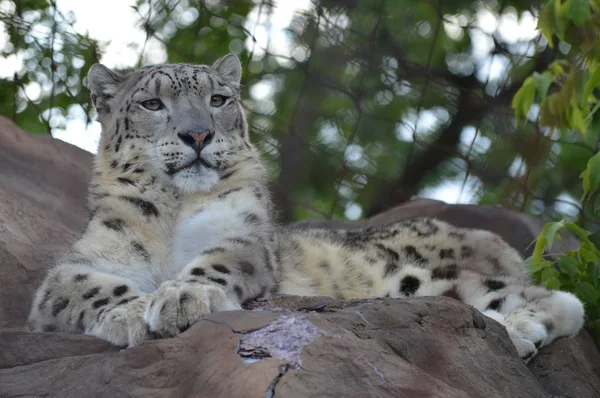 Un leopardo delle nevi — Foto Stock