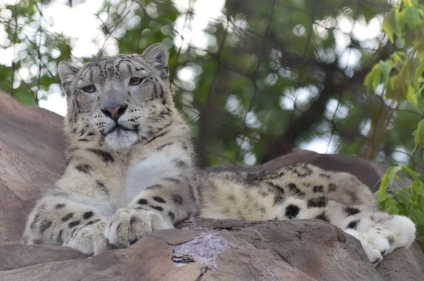 Un léopard des neiges — Photo