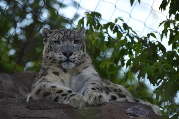 Un leopardo de nieve — Foto de Stock