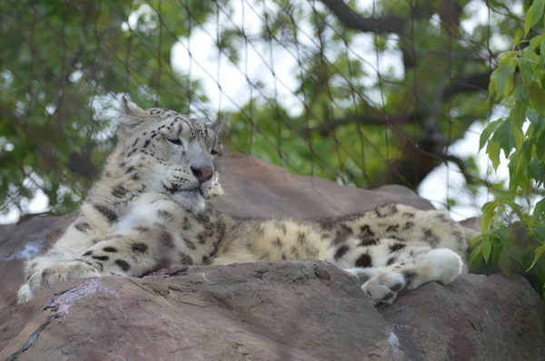Kar leoparı — Stok fotoğraf