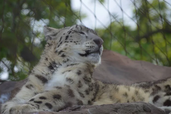 Un leopardo de nieve — Foto de Stock