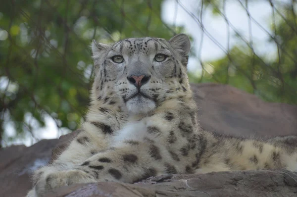 Un leopardo de nieve —  Fotos de Stock