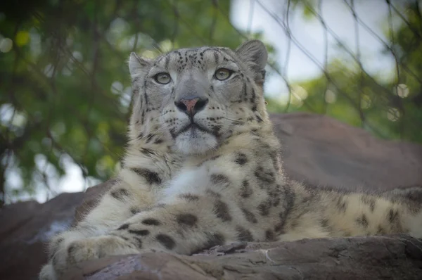 Un leopardo de nieve — Foto de Stock