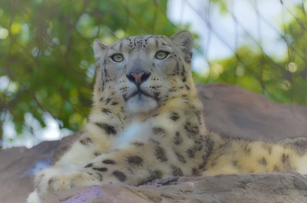 Un leopardo de nieve — Foto de Stock
