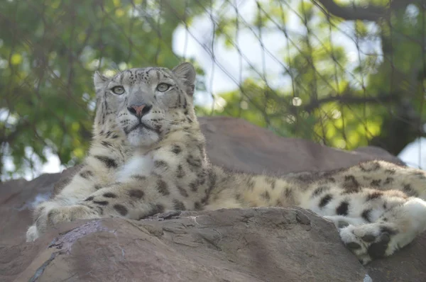 Un leopardo de nieve — Foto de Stock