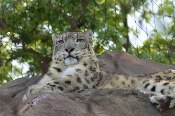 Un léopard des neiges — Photo