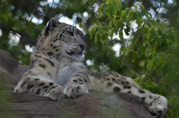 Un leopardo de nieve — Foto de Stock