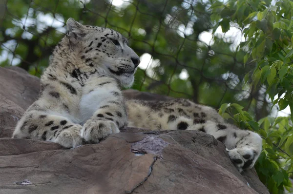 Un leopardo de nieve — Foto de Stock