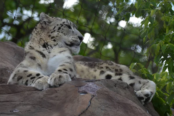 Un leopardo de nieve — Foto de Stock