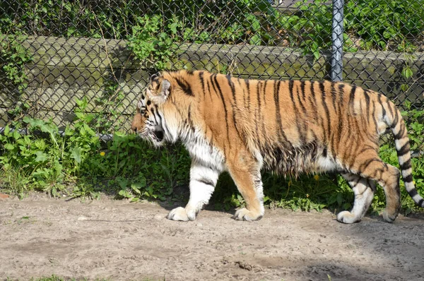 Тигр, идущий по тропе — стоковое фото