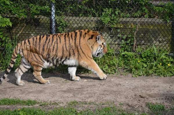 Tigre caminando por un sendero —  Fotos de Stock