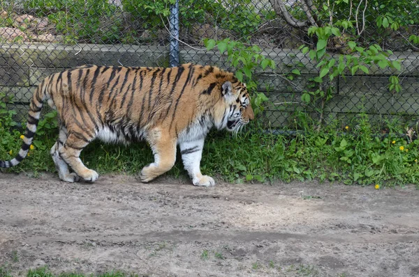 Тигр, идущий по тропе — стоковое фото