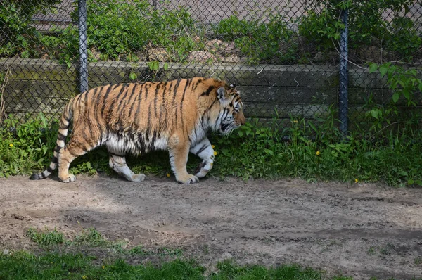 Tigre caminando por un sendero —  Fotos de Stock