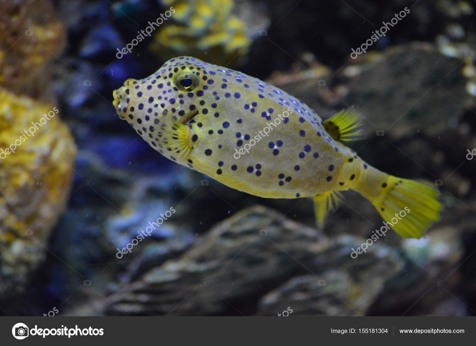 Un Poisson Jaune Image Libre De Droit Par Trek13 C