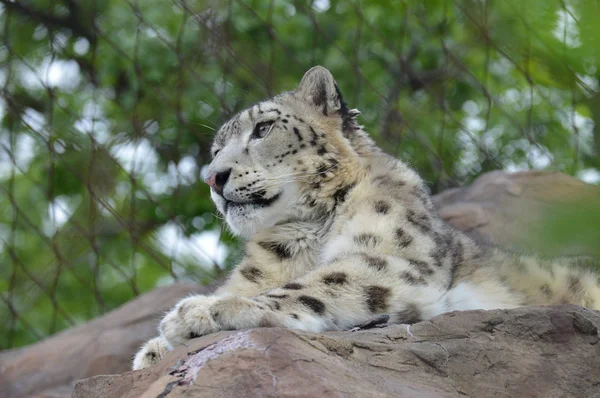 Un leopardo de nieve — Foto de Stock