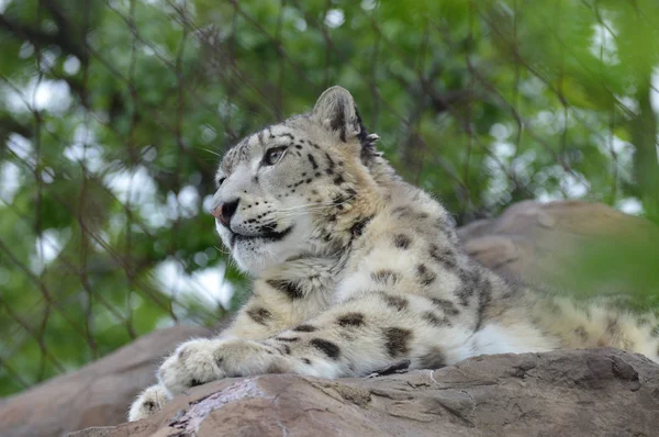 Un leopardo de nieve — Foto de Stock