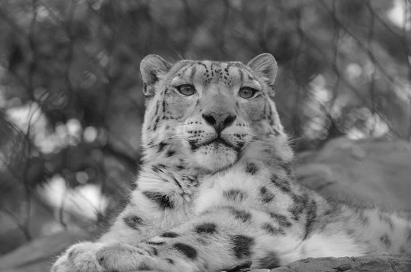 一只雪豹 — 图库照片