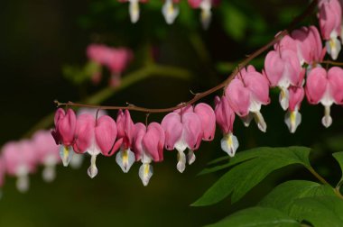 Kanayan kalp çiçekleri