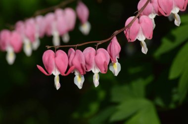 Kanayan kalp çiçekleri
