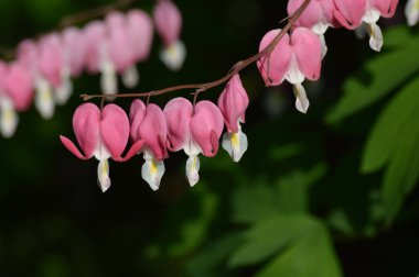Kanayan kalp çiçekleri