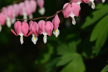 Kanayan kalp çiçekleri