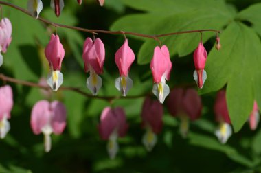Kanayan kalp çiçekleri
