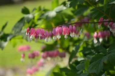 Kanayan kalp çiçekleri