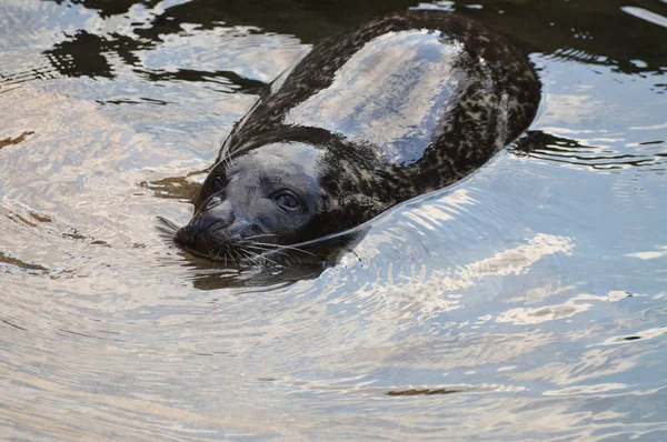 A Harbor Seal — Stock Photo, Image